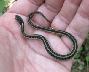 garden snake