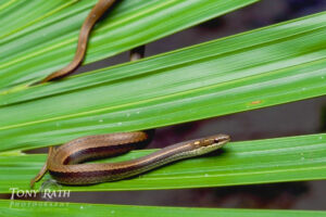 garden snake