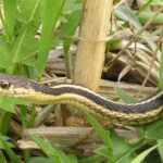 garden snake