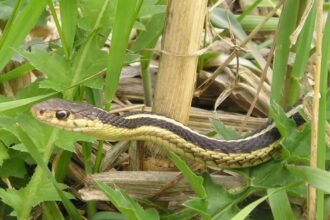 garden snake