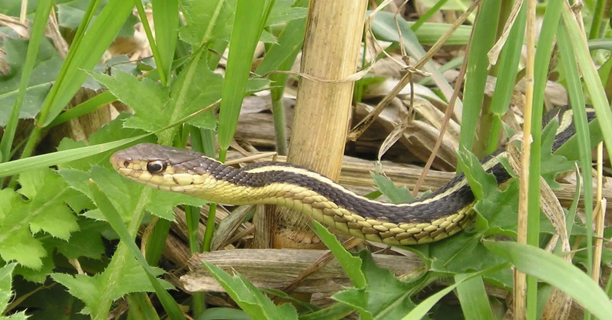 garden snake